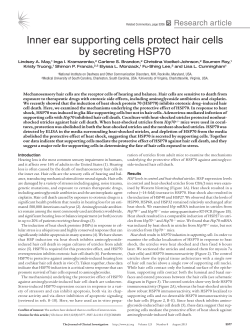 Inner ear supporting cells protect hair cells by secreting HSP70