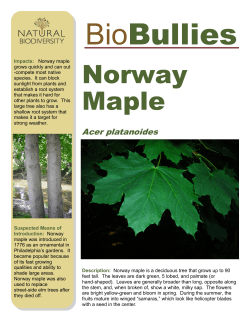 Norway Maple - Natural Biodiversity