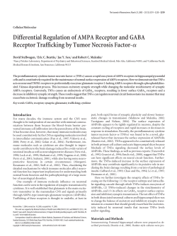 Differential Regulation of AMPA Receptor and GABA Receptor