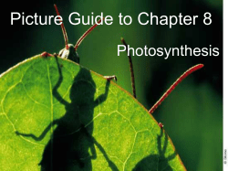 Ch. 8 Powerpoint File