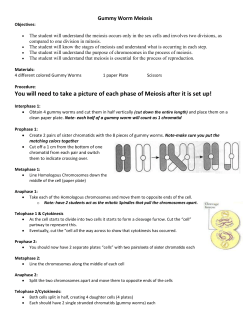 Gummy Worm Meiosis Lab