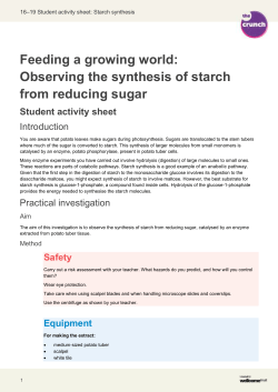Feeding a growing world: Observing the synthesis of starch from