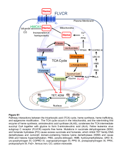 HMOX1 TCA Cycle