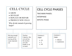 Cell Cycle
