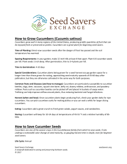 How to Grow Cucumbers (Cucumis sativus) How to Save Cucumber