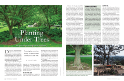 Planting Under Trees - American Horticultural Society