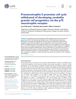 Proneurotrophin-3 promotes cell cycle withdrawal of developing