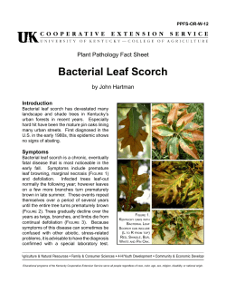 Bacterial Leaf Scorch - Plant Pathology