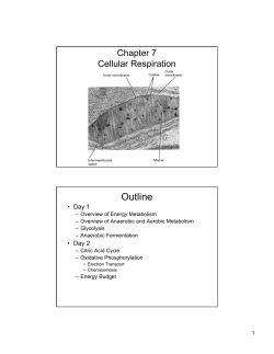 Chapter 9 Cellular Respiration