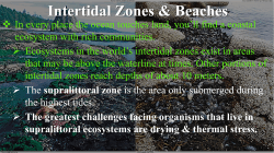 Intertidal Zones