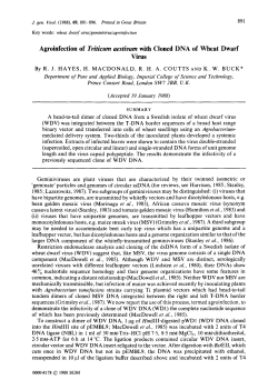 Agroinfection of Triticum aestivum with Cloned DNA of Wheat Dwarf