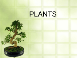 Plant notes