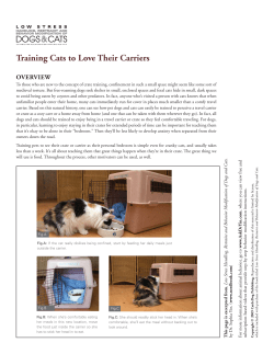 Training Cats to Love Their Carriers
