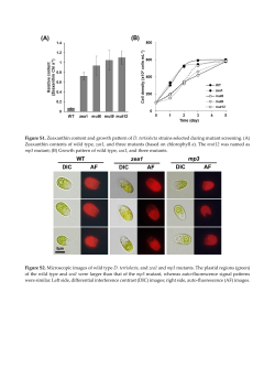 Figure S1. Zeaxanthin content and growth pattern of D