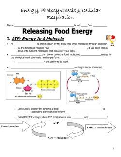 I. ATP: Energy In A Molecule