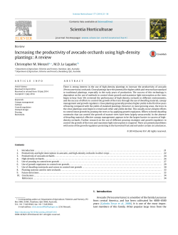 Increasing the productivity of avocado orchards using high