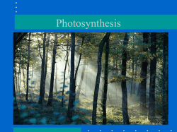 Photosynthesis in nature