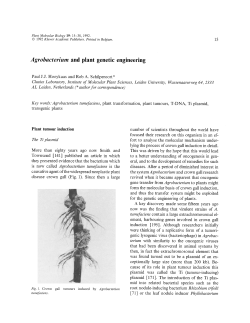 Agrobacterium and plant genetic