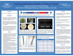 Tracking GUS Gene Activity in Tobacco Plants
