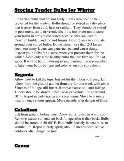 Storing Tender Bulbs for Winter