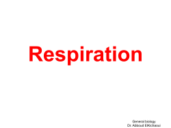 Anaerobic Respiration