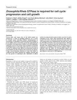 Drosophila Rheb GTPase is required for cell cycle progression and