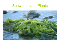 Seaweeds and Plants