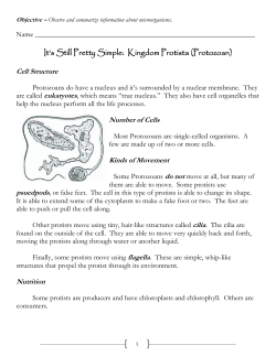 d. Protist The Euglena