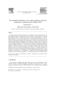 The intertidal distribution of two algal symbionts hosted by