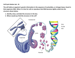Cell Cycle Station Lab