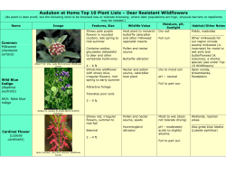 Audubon at Home Top 10 Plant Lists &ndash; Deer Resistant Wildflowers