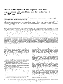Effects of Drought on Gene Expression in Maize