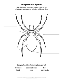 Diagram of a Spider