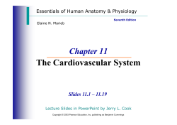 The Cardiovascular System The Cardiovascular System