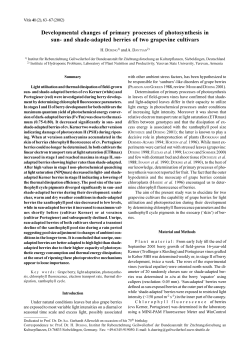 Developmental changes of primary processes of photosynthesis in sun