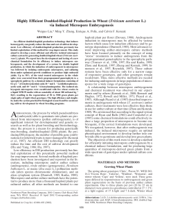 Highly Efficient Doubled-Haploid Production in Wheat (Triticum