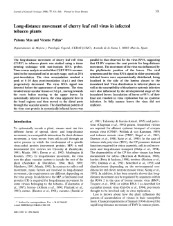 Long-distance movement of cherry leaf roll virus in infected tobacco