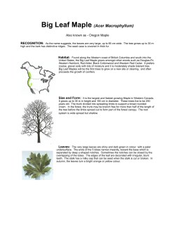 Big Leaf Maple - Maple Leaves Forever