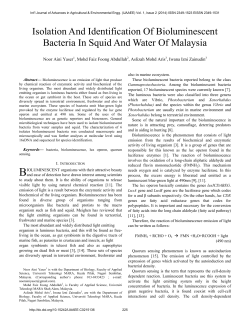 Isolation And Identification Of Bioluminescent Bacteria In Squid And