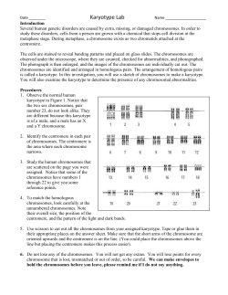 Karyotype Lab