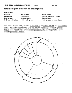 the cell cycle worksheet - Birmingham City Schools