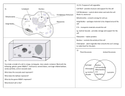 12./13. Purpose of cell organelles Cell Wall &ndash; provide structure and