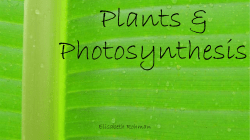Plants - Passport