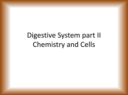 Digestive System part II Chemistry and Cells
