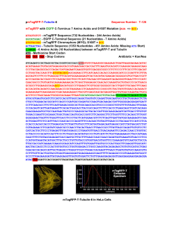 mTagRFP-T Tubulin CMV Clone 1