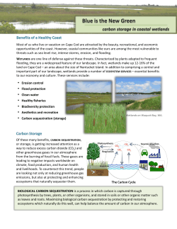 Blue is the New Green: Carbon Storage in Coastal Wetlands