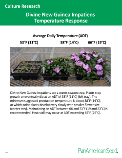Divine New Guinea Impatiens Temperature Response