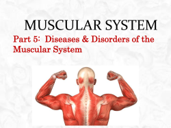 Muscular System