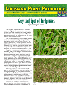 Gray Leaf Spot of Turfgrasses