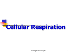 Bio 2 Cellular Respiration